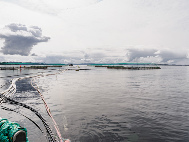 Landskap av en vann hvor man kan se ringene til merder. 